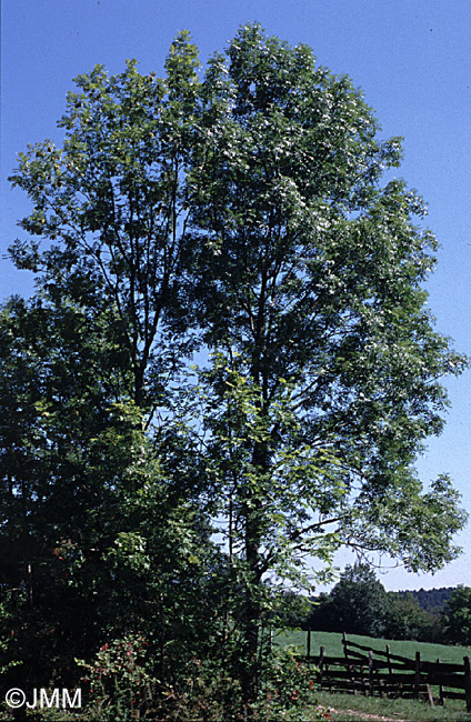 Fraxinus excelsior