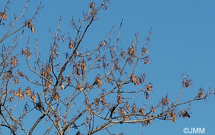 Fraxinus excelsior