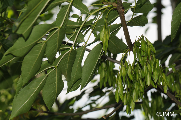Fraxinus excelsior : feuilles et samares