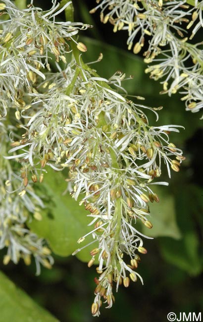 Fraxinus ornus