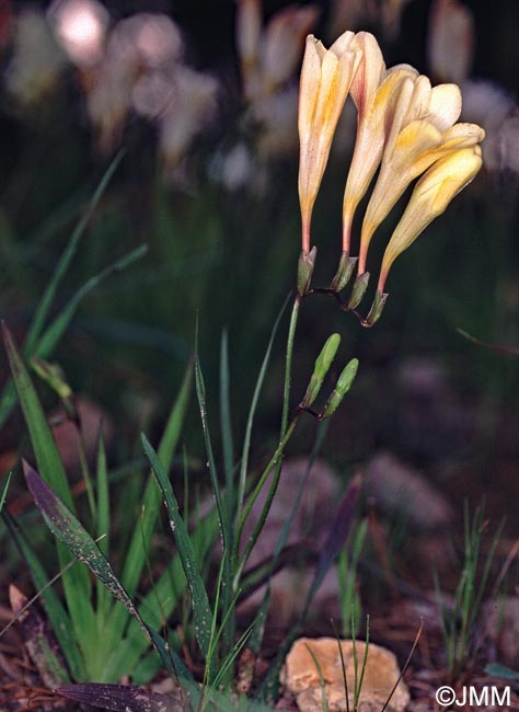 Freesia alba