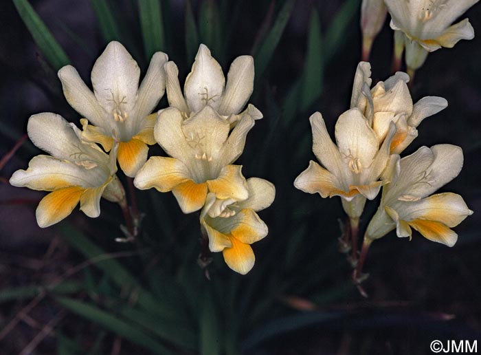 Freesia alba