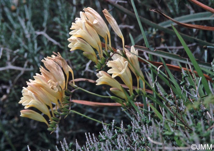 Freesia alba