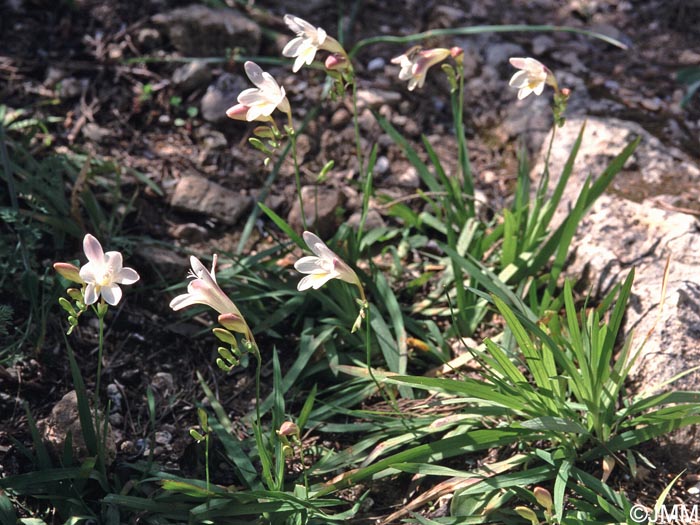 Freesia alba