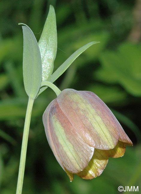 Fritillaria graeca subsp. thessala