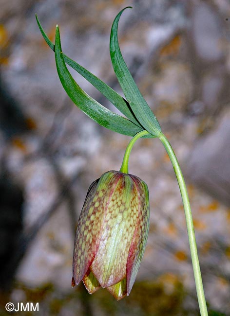 Fritillaria graeca subsp. thessala