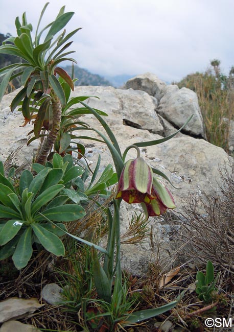 Fritillaria hispanica