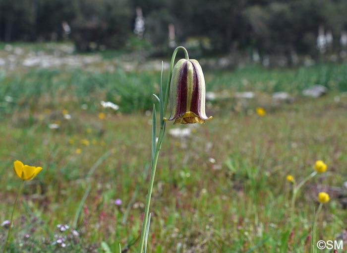 Fritillaria hispanica