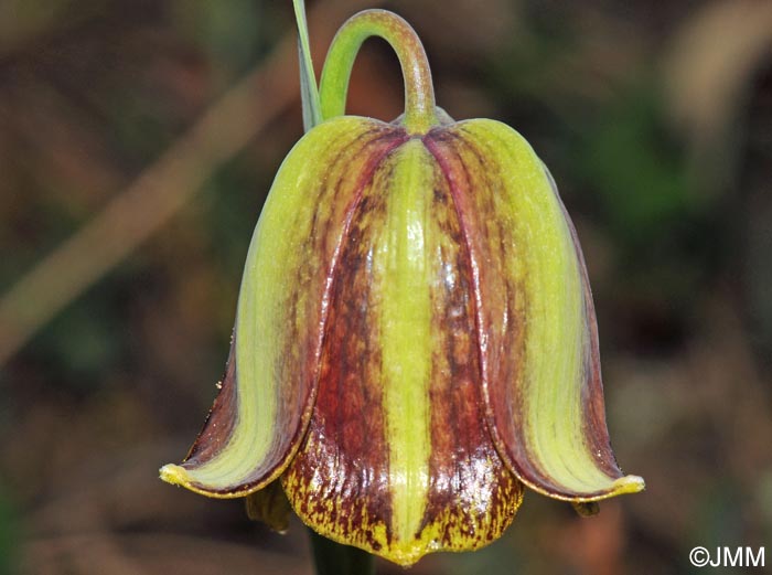 Fritillaria hispanica