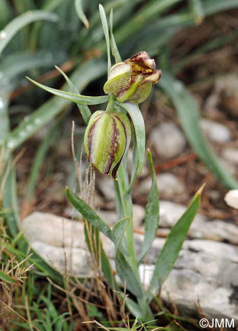 Fritillaria hispanica