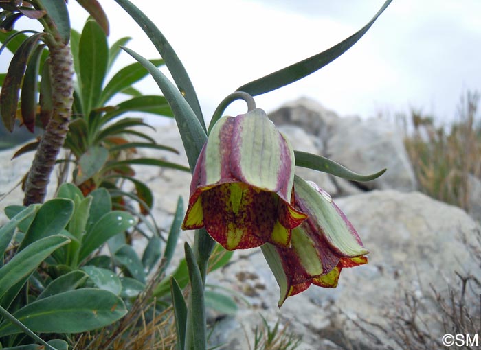 Fritillaria hispanica