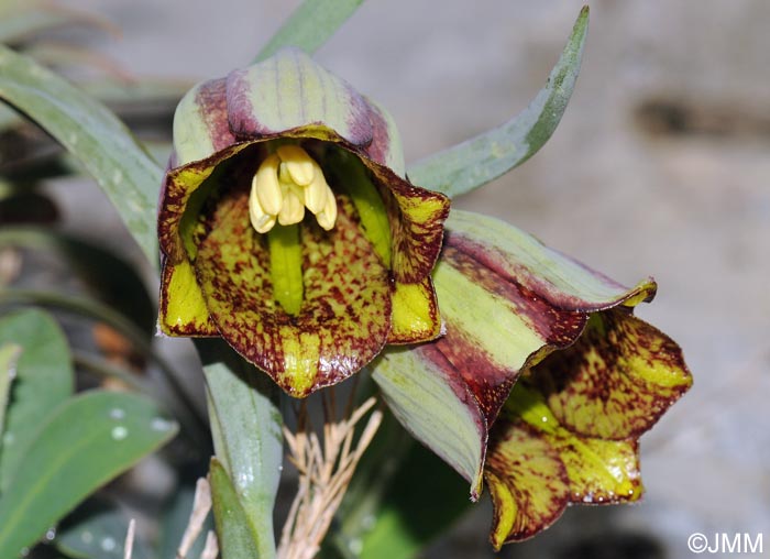 Fritillaria hispanica