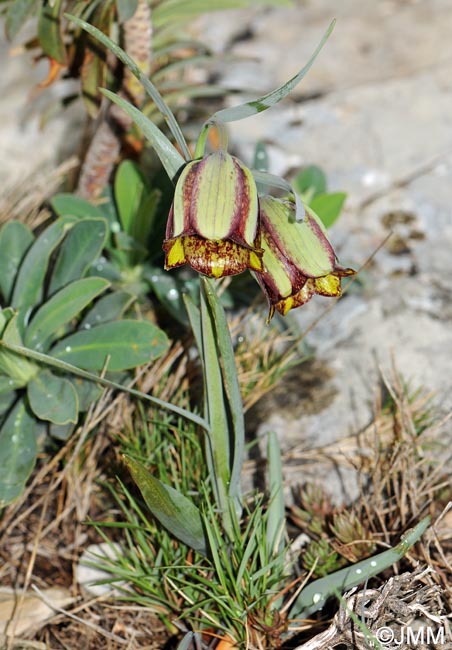 Fritillaria hispanica