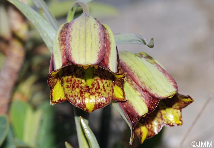 Fritillaria hispanica