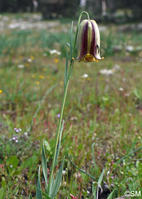 Fritillaria hispanica