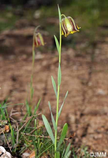 Fritillaria hispanica