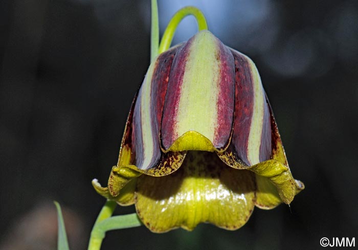 Fritillaria hispanica