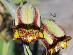 Fritillaria hispanica