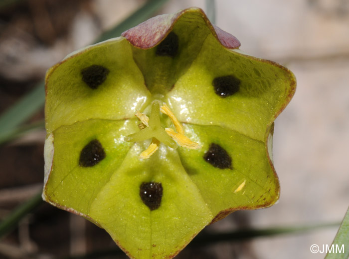 Fritillaria involucrata