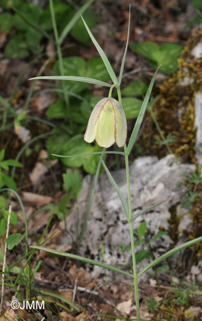 Fritillaria involucrata