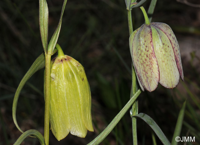 Fritillaria involucrata