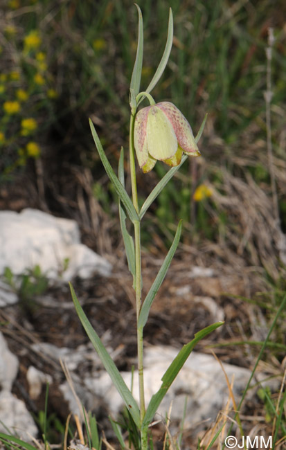 Fritillaria involucrata