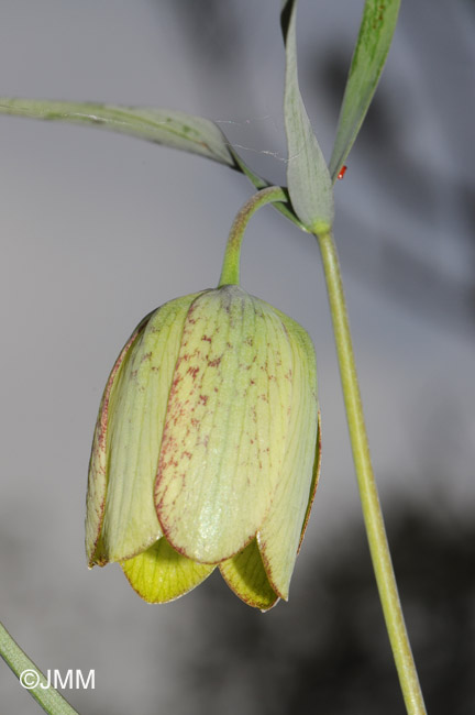 Fritillaria involucrata