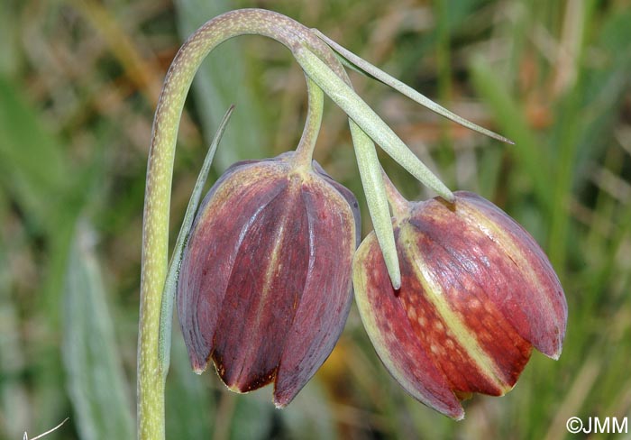 Fritillaria lusitanica