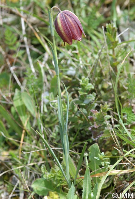 Fritillaria lusitanica