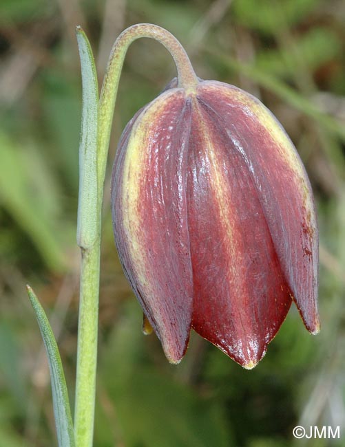 Fritillaria lusitanica