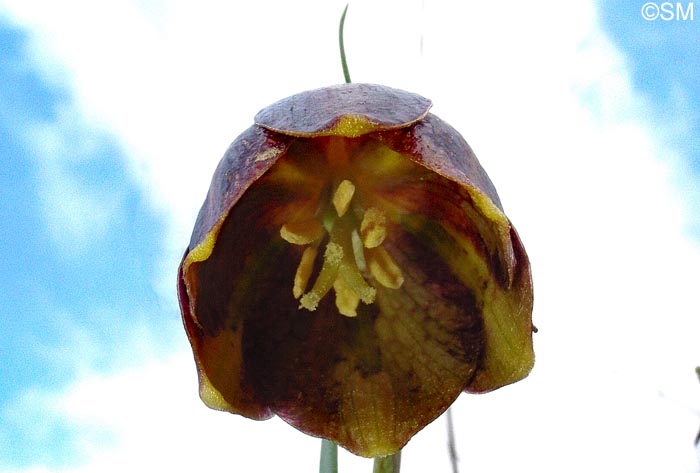 Fritillaria lusitanica