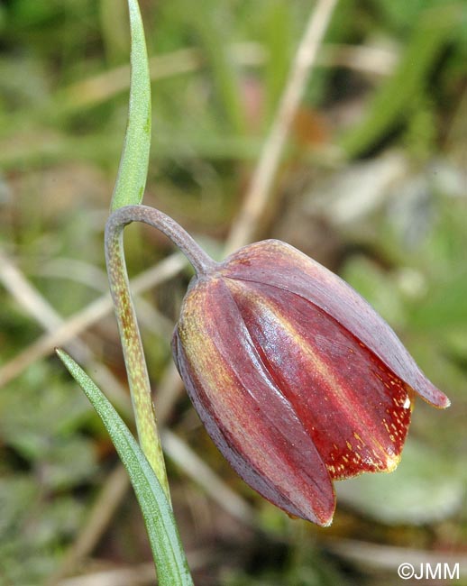 Fritillaria lusitanica