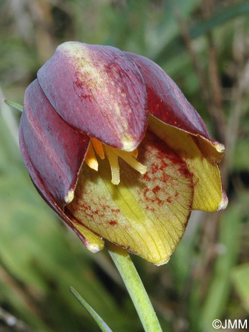 Fritillaria lusitanica