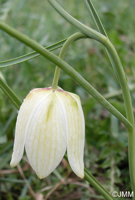 Fritillaria meleagris "f. alba"