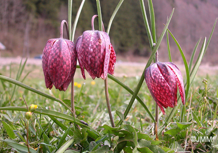 Fritillaria meleagris