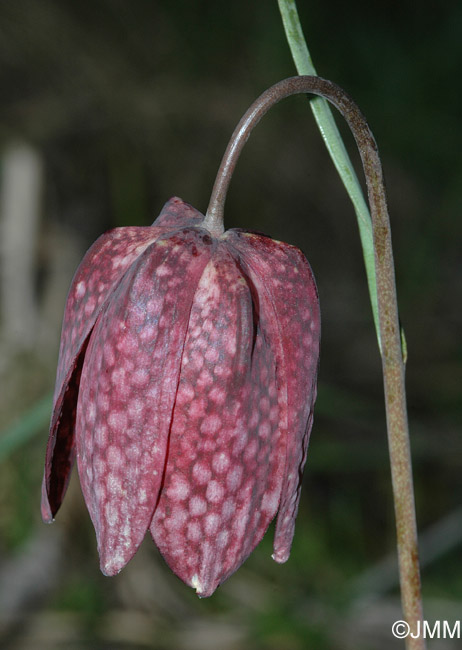 Fritillaria meleagris