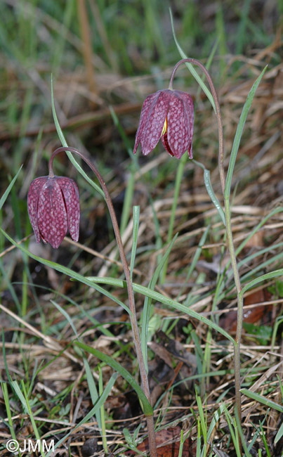 Fritillaria meleagris