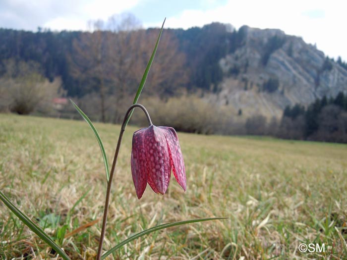 Fritillaria meleagris