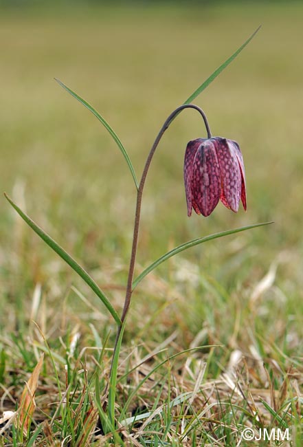 Fritillaria meleagris