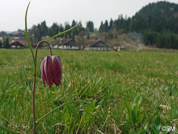 Fritillaria meleagris