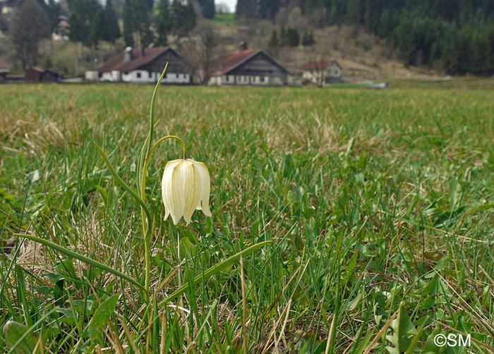 Fritillaria meleagris "f. alba"