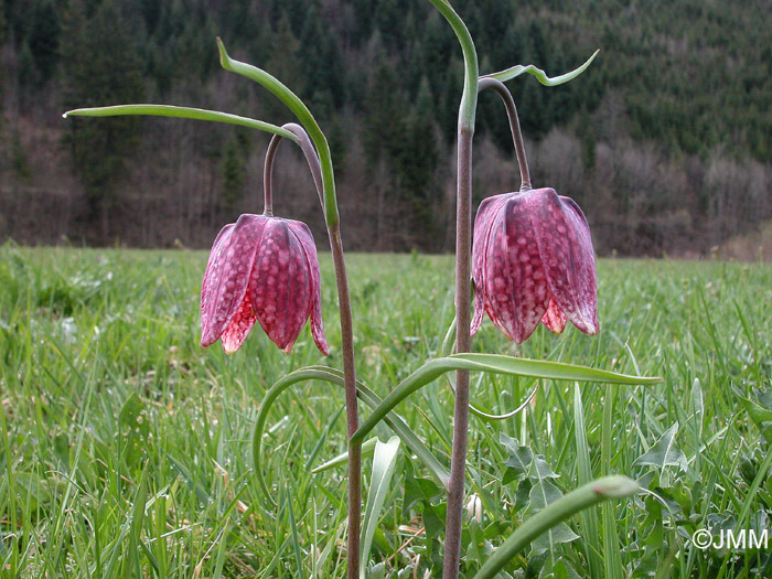 Fritillaria meleagris