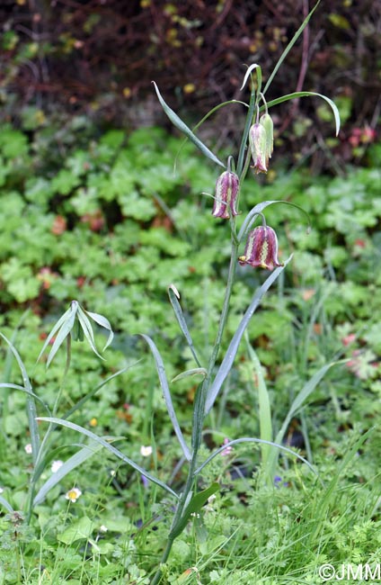 Fritillaria messanensis