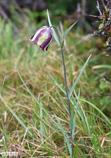 Fritillaria messanensis