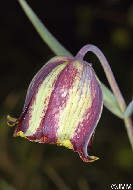 Fritillaria messanensis