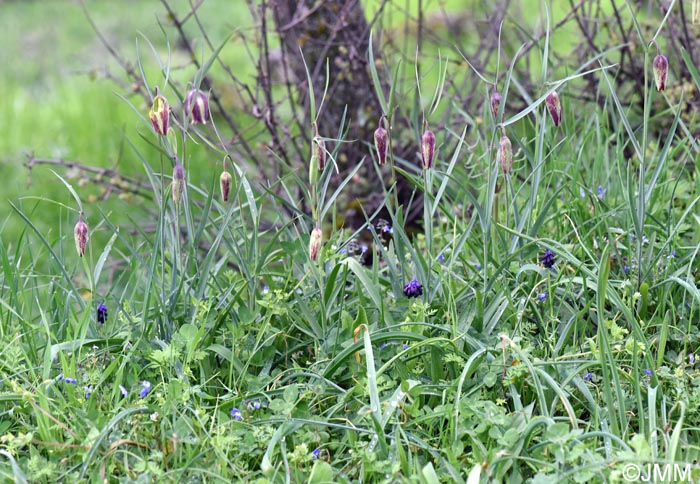 Fritillaria messanensis