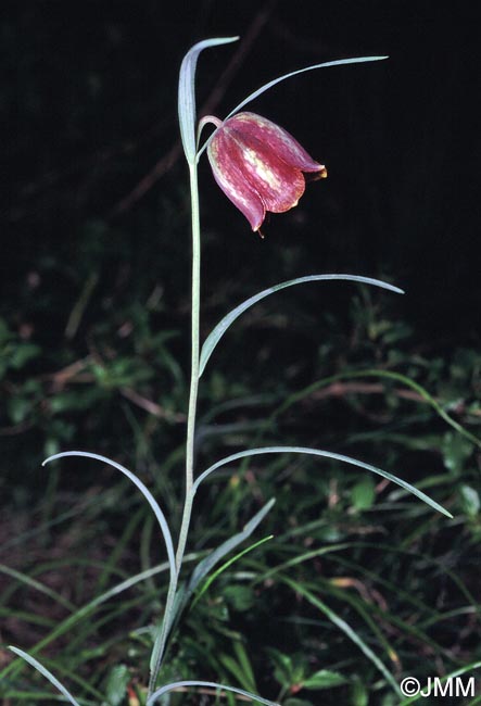 Fritillaria messanensis subsp. sphaciotica = Fritillaria sphaciotica