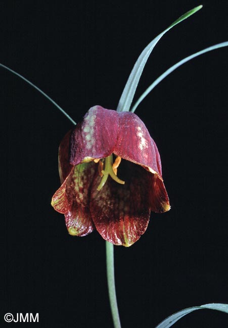 Fritillaria messanensis subsp. sphaciotica = Fritillaria sphaciotica