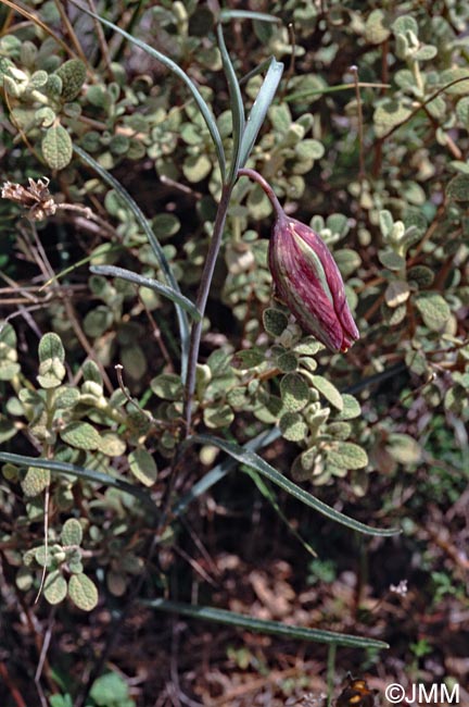 Fritillaria messanensis subsp. sphaciotica = Fritillaria sphaciotica