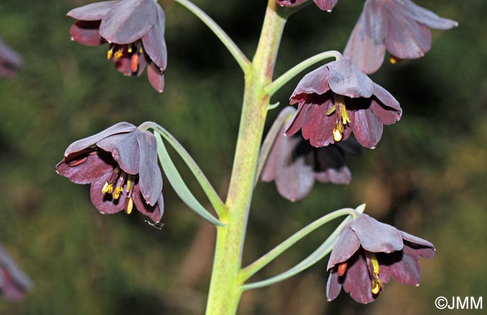 Fritillaria persica